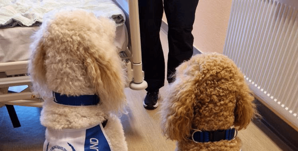 Några hundar som står upp.