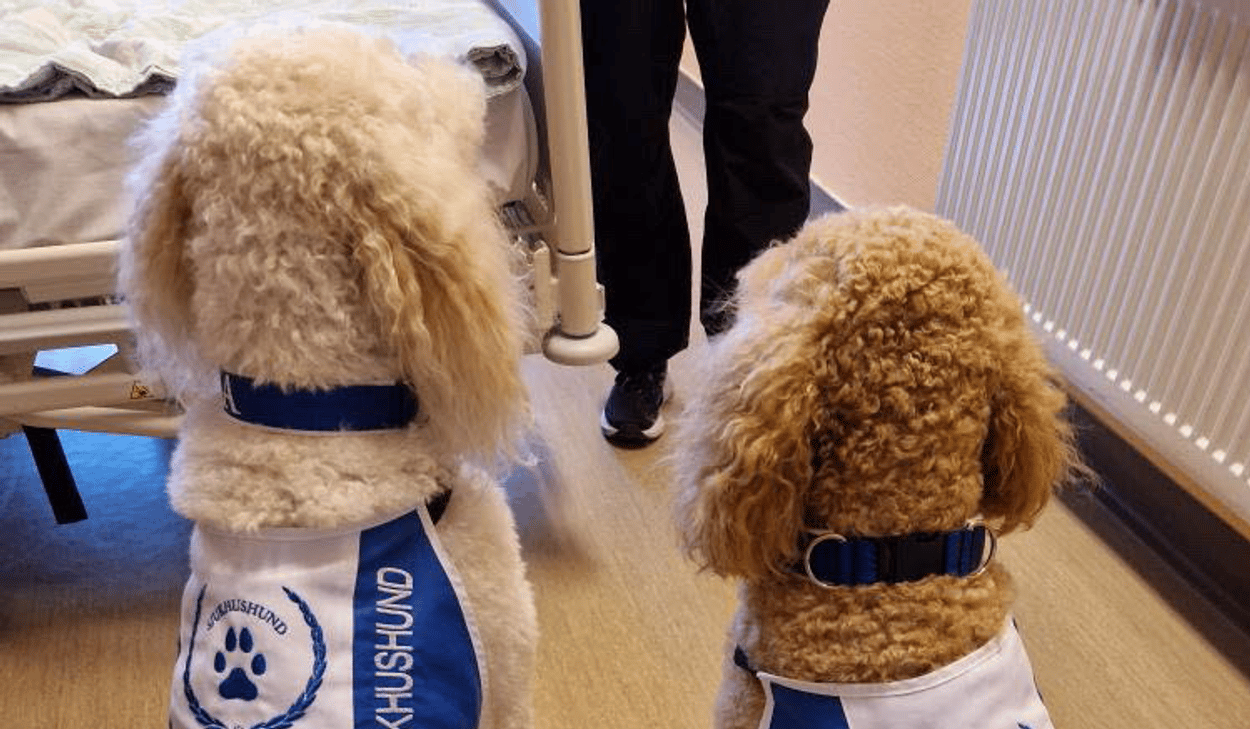 Några hundar som står upp.