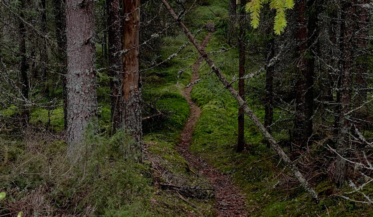 Skogsstig i skogen