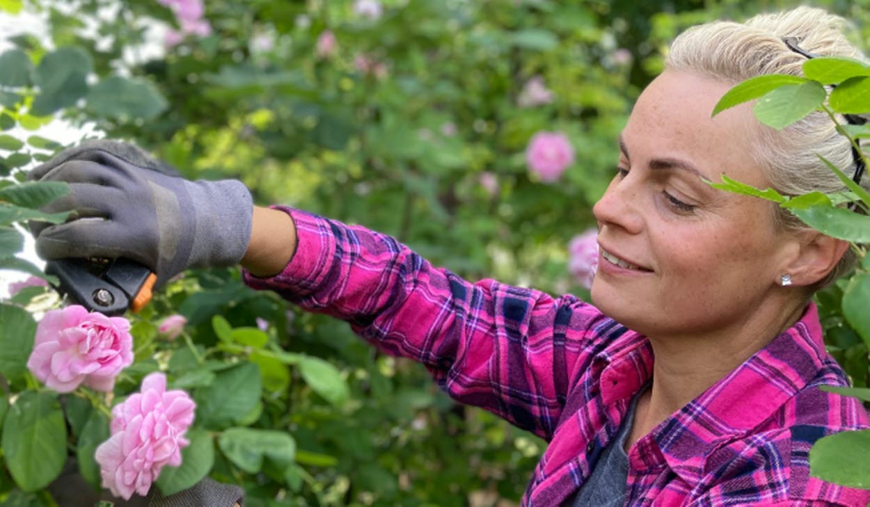 Person som plockar rosor från en rosbuske