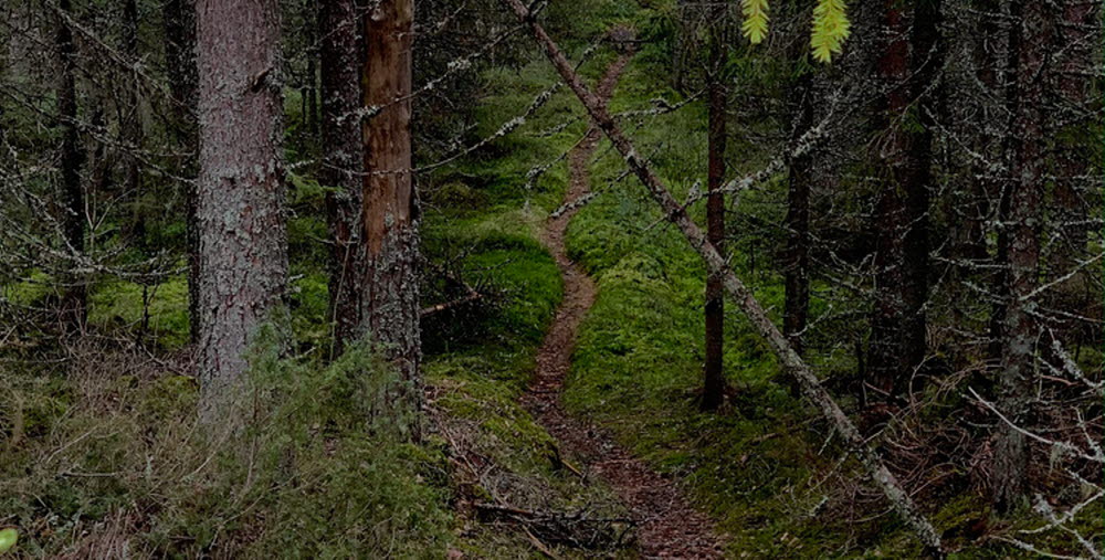 Skogsstig i skogen